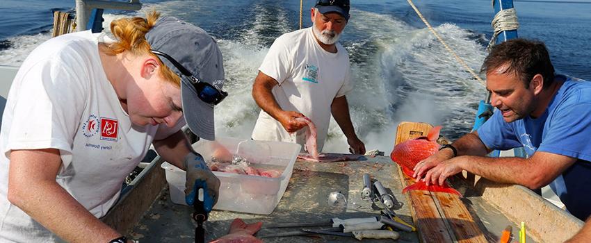 Professors and student working on fish on a boat for Marine Conservation.